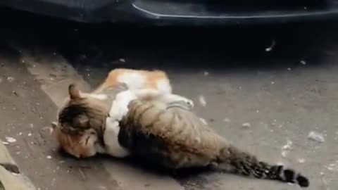 cat fighting