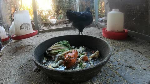 Backyard Chickens Feasting On Food Scraps Sounds Noises Hens Clucking Roosters Crowing!