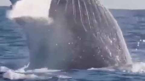 Whale jumps out of water_sea_ocean - Whale Attack compilation