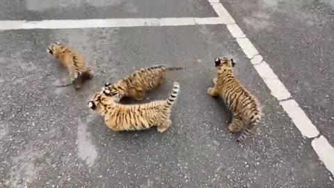 Wow 😳 baby tigers. Cute tiger cubs