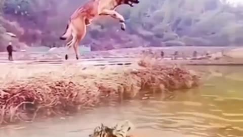 The dog's pernicious leap to overtake the evil tiger