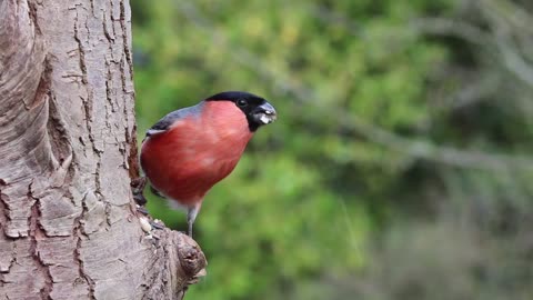 See the beauty of this bird - the bird masterpieces