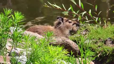 Amazon Wildlife In 4K - Animals That Call The Jungle Home | Amazon Rainforest | Relaxation Film