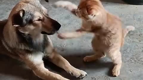 LOL, When You Have A NaugHty FFriend! Funny Cats & Dogs Videos