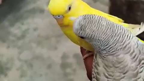 Beautiful budgies breeding pair