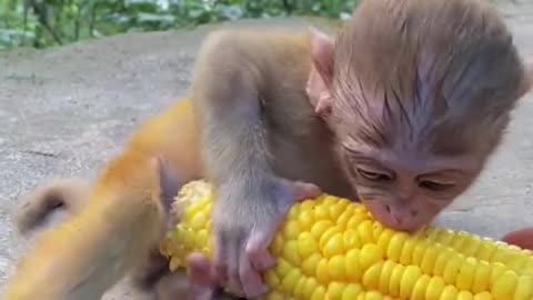 the corn is bigger than baby 😂😂❤️❤️❤️❤️❤️❤️