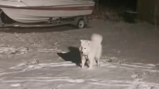 Samoyed Puppy Sees Snow for First Time