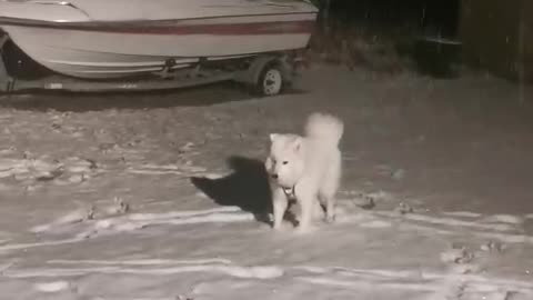 Samoyed Puppy Sees Snow for First Time