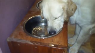Golden Retriever aún intenta aprender a tomar agua