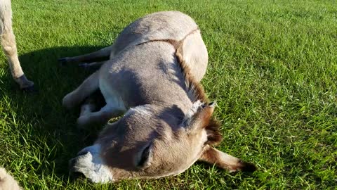 Dumpling the miniature donkey loves to roll!