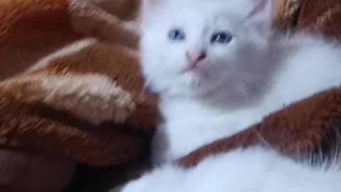 Cute persian kitten with blue eyes