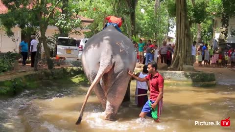 SRI LANKA | Elephant bath in the river