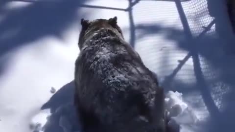 Grizzly Bear emerges from his winter den.