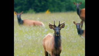 Peaceful Scene of Grazing Elk