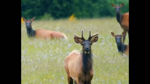 Peaceful Scene of Grazing Elk