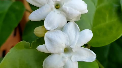 How to grow jasmine plants from cutting