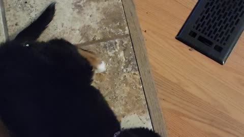 Theo Learns Tricks For Treats