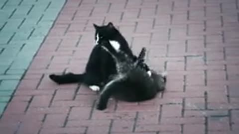 100 Cat Videos - Cats Funny Videos