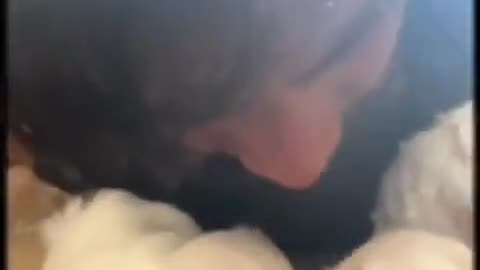 Pets puppy