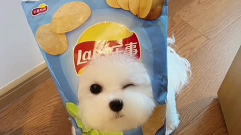 Lay’s potato 🥔 chips cute puppy.Do you like