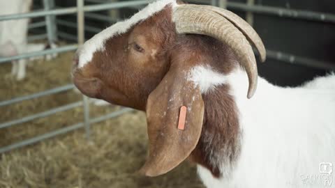 Checking in with Florence the Goat -