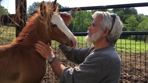 Silliness and baby horses are synergistic