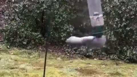 Funny animals - Squirrel bird feeder fail