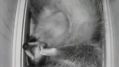 Raccoon deep sleep 🤣