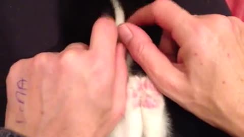 ¡Gatito rescatado es lo más adorable cuando le hacen cosquillas!