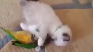 an adorable parrot fights with a kitten