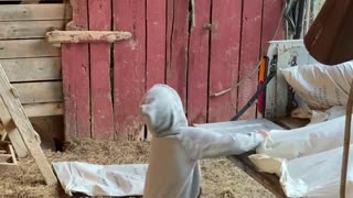 Son Wanting to Be Like Dad Helps Unload Feed from Truck