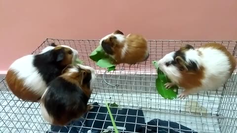 Cute hamsters feeding