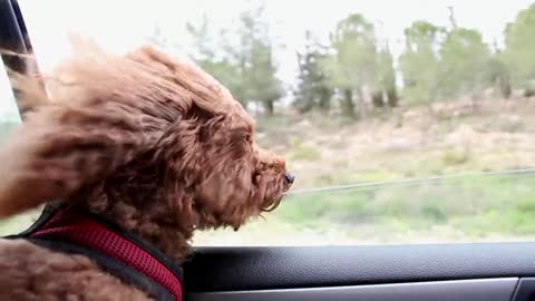 Dog in Car, How to Travel by Car with Your Dog?