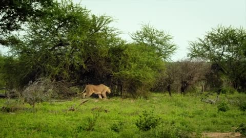 Malaika the Lion QUEEN