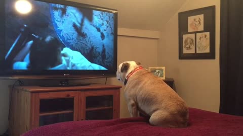 Bulldog tries to warn little girl of danger in horror movie