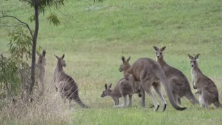 Kangaroos as I walk - city of Mill Park Melbourne Australia