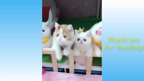 Top Funny Cat Videos of The Weekly - TRY NOT TO LAUGH