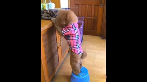 Smart Dogs 🧠🐶 - Cute and Funny Dog Videos Compilation 😂🎥