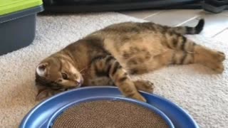 Cute Cat Gif