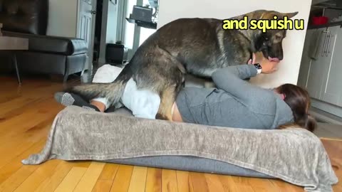 Funny Human Stealing Dogs Bed 23|funny dogs 23