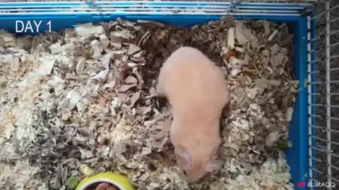 Hamster Babies Growing Up - Day 1 to Day 30 Best Moments