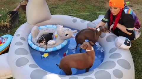 THROWING MY DOGS A POOL PARTY