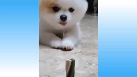 Cute dog puppy video 🐕🐕🐕🐕