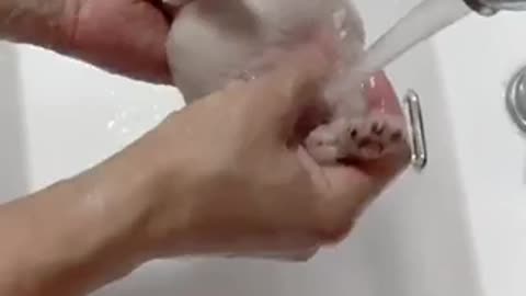 Bathing the Puppy