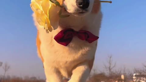 Beautiful dog running with flowers