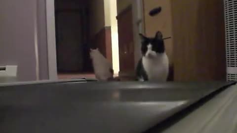 Cats vs Treadmill