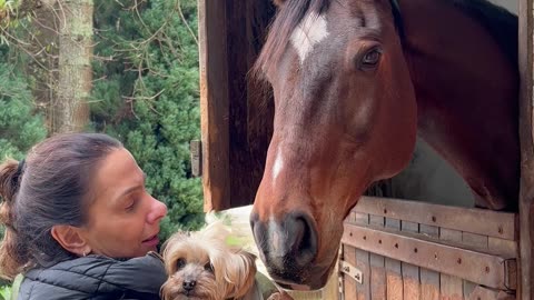 Little Dog Startles Big Horse