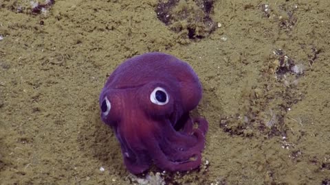 Googly-eyed stubby squid spotted in ocean deep