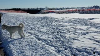 Kloe fetching snowballs