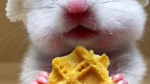 12. Immersion eating waffles 🧇 #golden bear #hamster